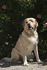 sitzender Labrador Retriever