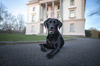 liegender Labrador Retriever