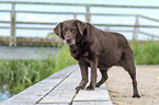 stehender Labrador Retriever