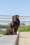 sitzender Labrador Retriever