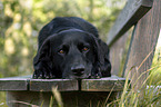 liegender Labrador Retriever