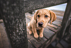 sitzender Labrador Retriever