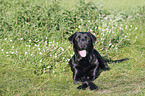 Labrador Retriever liegt auf Wiese