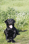 Labrador Retriever liegt auf Wiese