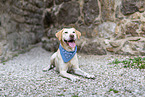 blonder Labrador Retriever