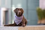 brauner Labrador Retriever