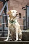 blonder Labrador Retriever