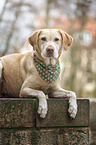 blonder Labrador Retriever