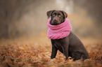 sitzender Labrador Retriever