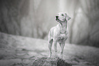 stehender Labrador Retriever