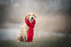 sitzender Labrador Retriever