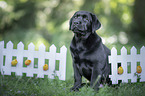 sitzender Labrador Retriever