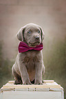 Labrador Retriever Welpe auf einer Kiste