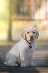 Labrador Retriever Welpe