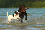 Labrador Retriever und Parson Russell Terrier