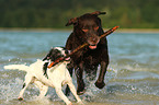 Labrador Retriever und Parson Russell Terrier