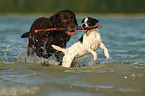 Labrador Retriever und Parson Russell Terrier