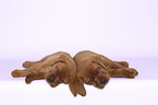 2 Labrador Retriever Welpen