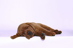 schlafender Labrador Retriever Welpe
