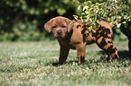Labrador Retriever Welpe