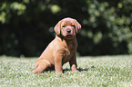 sitzender Labrador Retriever Welpe