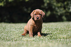 sitzender Labrador Retriever Welpe