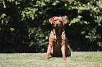 sitzender Labrador Retriever