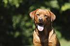 Labrador Retriever Portrait