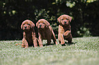 3 Labrador Retriever Welpen