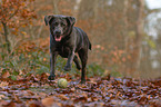 rennender Labrador Retriever