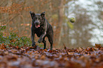 rennender Labrador Retriever