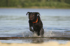 rennender Labrador Retriever