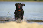 rennender Labrador Retriever