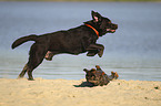 springender Labrador Retriever