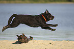 springender Labrador Retriever