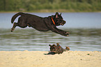 springender Labrador Retriever
