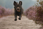 rennender Labrador Retriever