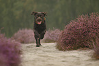 rennender Labrador Retriever