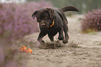 rennender Labrador Retriever