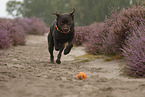 rennender Labrador Retriever