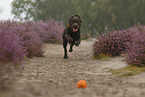 rennender Labrador Retriever