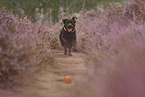 rennender Labrador Retriever