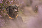 liegender Labrador Retriever