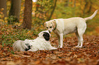 2 Hunde