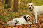 2 Hunde