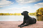 liegender Labrador Retriever