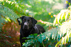 Labrador Retriever Portrait