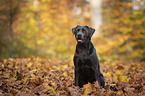 sitzender Labrador Retriever