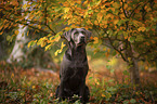 sitzender Labrador Retriever