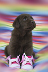 Labrador Retriever Welpe